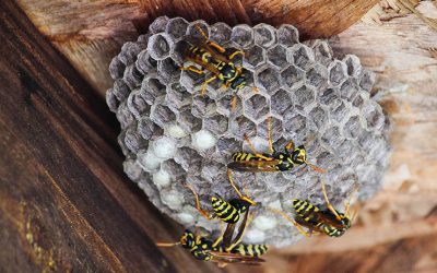 Comment détruire un nid de guêpes ou de frelons ?